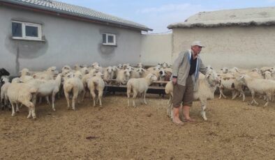 Ağıla giren kurtlar, 15 koyunu parçaladı