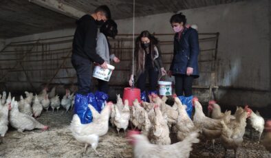 Lisede öğrenciler keçi sağıp, tavuk bakıyor