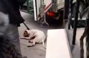 Pitbull köpeğine camide operasyon