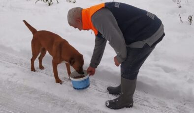 Sokaktaki Canlar Sahipsiz Kalmadı