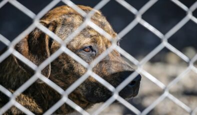 Diyarbakır’da tehlikeli ırktan 22 köpek koruma altına alındı