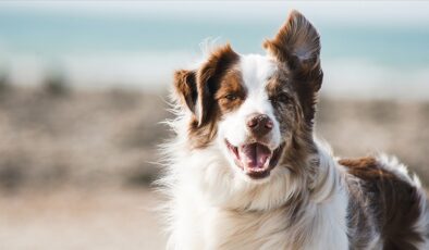 Araştırmaya göre köpekler farklı dilleri ayırt edebiliyor