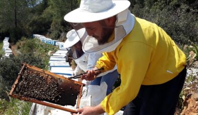 Çam balı üreticileri bahar hazırlıklarına başladı