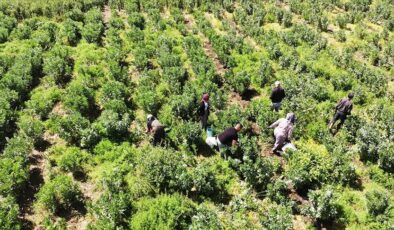 Datça’da erkenci bakla ve bezelye hasadına başlandı