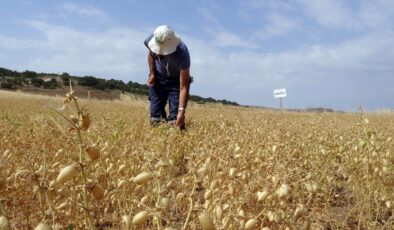 Yozgat’ta nohutta 75 bin ton rekolte bekleniyor