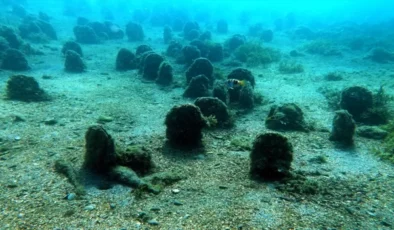 Marmara’da deniz suyunu temizleyen pinalarla ilgili farkındalık projesi başlatıldı