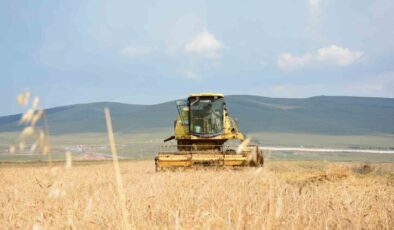 ARDAHAN – Tescilli kavılca buğdayında hasat dönemi başladı