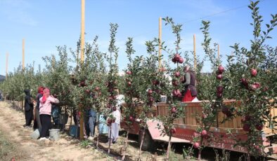 Sıcaklık ve kuraklık Niğde’de elma üretimini olumsuz etkiledi