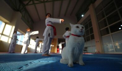 Sevimli kedi “Karate Cat” antrenmanların neşe kaynağı oldu