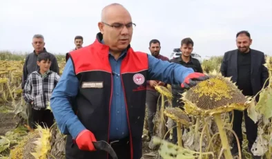 AĞRI – Ağrı Ovası’nda yetiştirilen çerezlik ayçiçeğinin hasadı devam ediyor