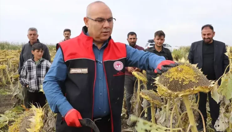 AĞRI – Ağrı Ovası’nda yetiştirilen çerezlik ayçiçeğinin hasadı devam ediyor